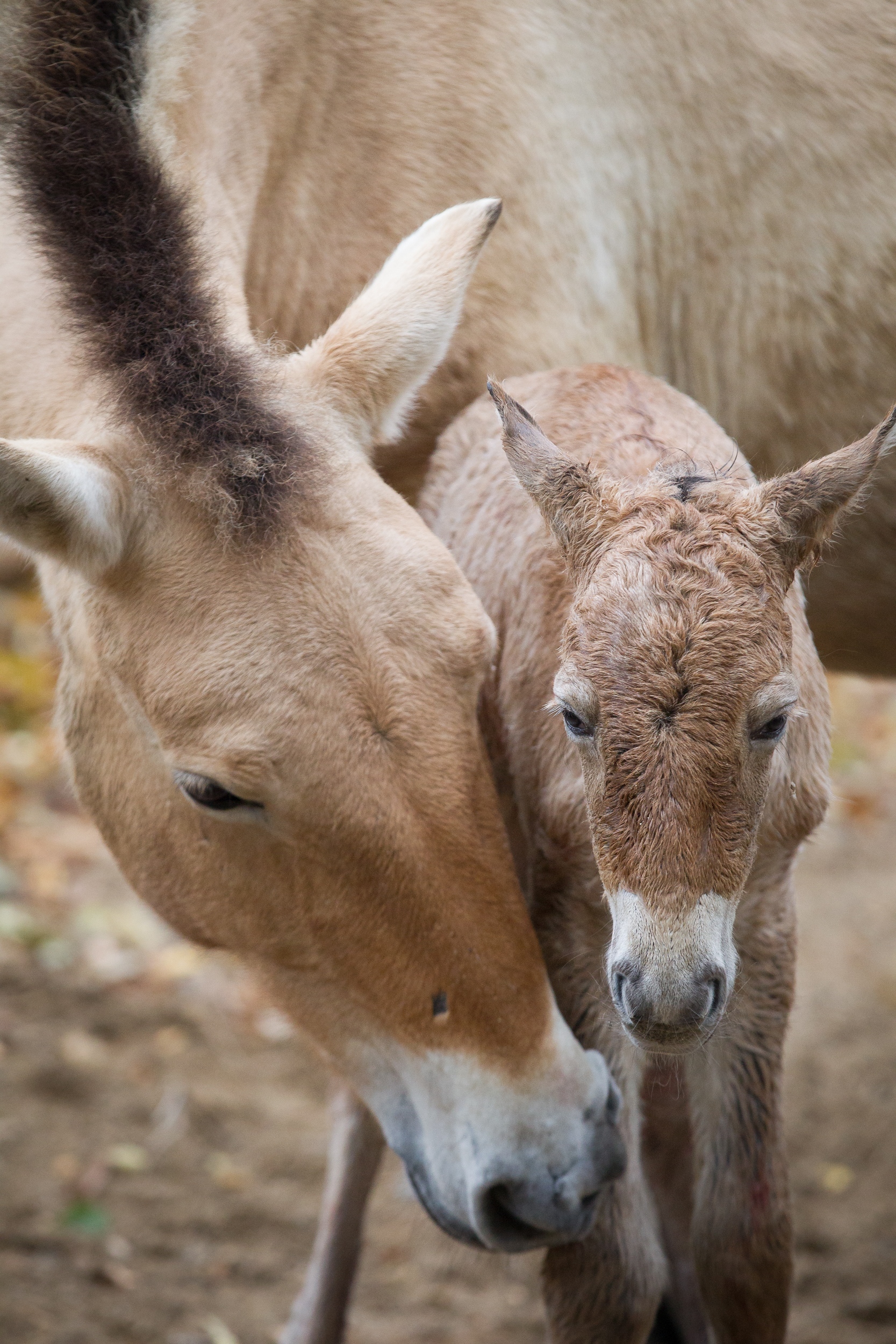 ZOO PRAHA SE RADUJE Z DALŠÍHO MLÁDĚTE KONĚ PŘEVALSKÉHO