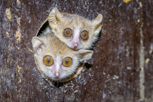 ZOO PRAHA V SOUČASNOSTI JAKO JEDINÁ V EVROPĚ ODCHOVÁVÁ MAKIHO GANZHORNOVA ZOO PRAHA V SOUČASNOSTI JAKO JEDINÁ V EVROPĚ ODCHOVÁVÁ MAKIHO GANZHORNOVA