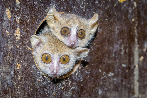 ZOO PRAHA V SOUČASNOSTI JAKO JEDINÁ V EVROPĚ ODCHOVÁVÁ MAKIHO GANZHORNOVA