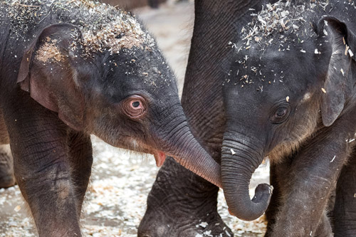 OBĚ SLŮŇATA V ZOO PRAHA SE O SEBE NAVZÁJEM ZAJÍMAJÍ