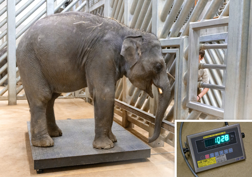 OBĚ PRAŽSKÁ SLŮŇATA UŽ VÁŽÍ PŘES TUNU. ZOO SE PŘIPRAVUJE NA NAROZENÍ DALŠÍCH