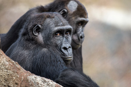 VÍKEND V ZOO: BĚH PRO ZOO PRAHA I GORILÍ OSLAVA 