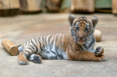 ZOO PRAHA BEZ PALMOVÉHO OLEJE