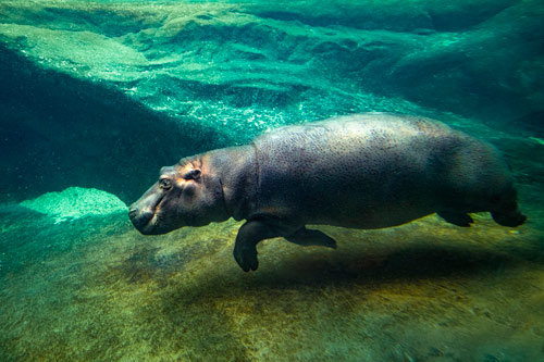 VÝROČNÍ SLAVNOST ZOO PRAHA: ZNOVUOTEVŘENÍ PAVILONU HROCHŮ A VÍTÁNÍ TCHÉCA