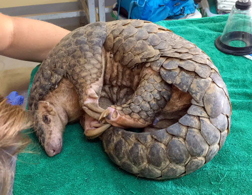 V LAOSKÉM PANGOLÁRIU, KTERÉ BYLO VYBUDOVÁNO ZA POMOCI ZOO PRAHA, SE ZOTAVUJE PRVNÍ ZACHRÁNĚNÝ LUSKOUN