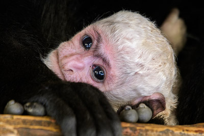 TROJE KŘTINY V ZOO PRAHA: GUERÉZY PLÁŠTÍKOVÉ A DVOU LEMURŮ KATA