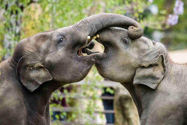 PESTRÝ VÍKEND V ZOO PRAHA – DEN SLONŮ I LVŮ, SEZNÁMENÍ S LACHTANY