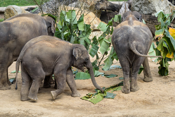 SLON MAX OSLAVIL V ZOO PRAHA TŘETÍ NAROZENINY