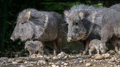 EVROPSKÁ VZÁCNOST – ZOO PRAHA ROZMNOŽILA PEKARI WAGNEROVA